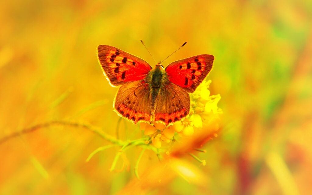 De kracht van kwetsbaarheid